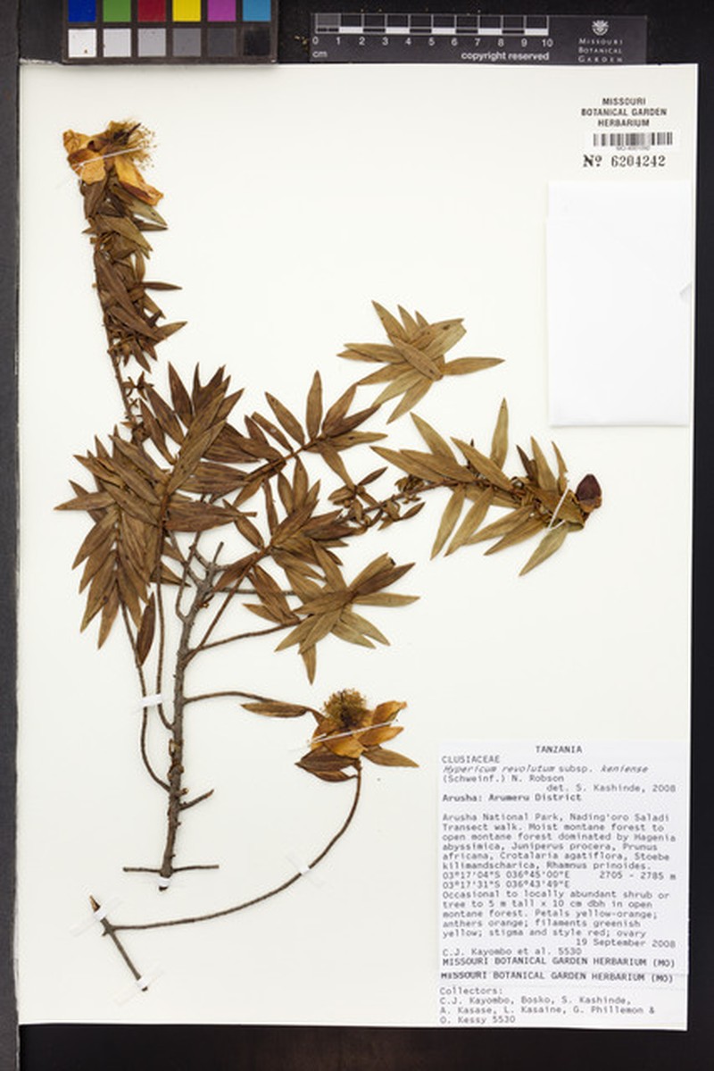 Hypericum revolutum subsp. keniense photo 3