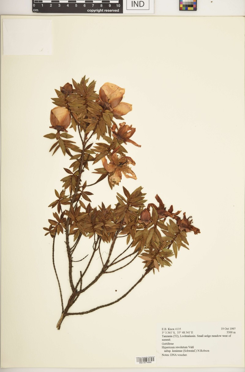 Hypericum revolutum subsp. keniense photo 4