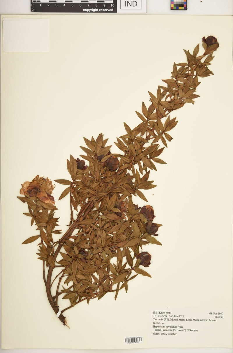 Hypericum revolutum subsp. keniense photo 5
