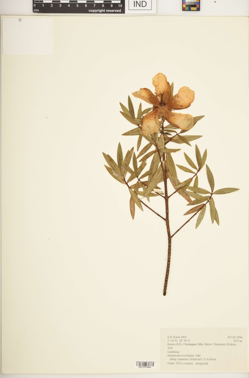 Hypericum revolutum subsp. keniense photo 6