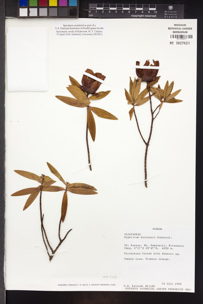 Hypericum revolutum subsp. keniense photo 7