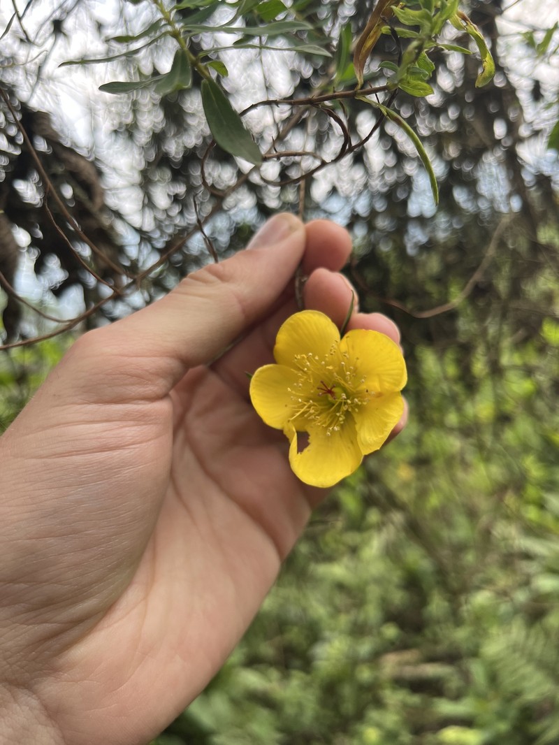Hypericum revolutum subsp. revolutum
