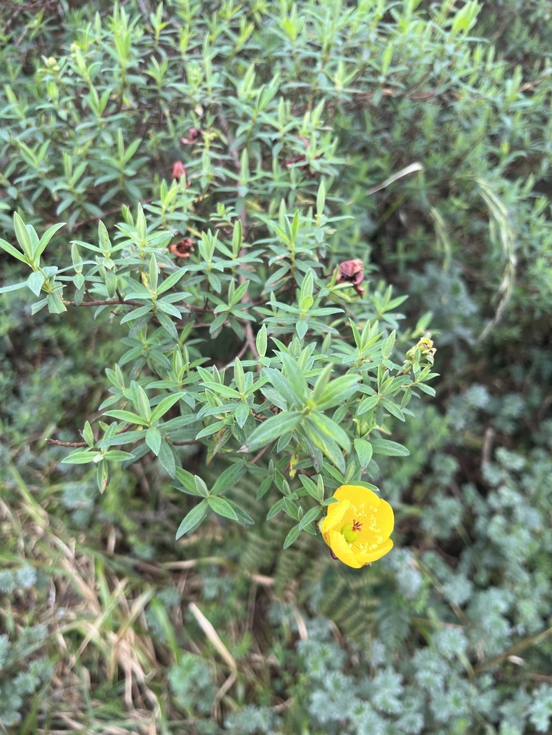 Hypericum revolutum subsp. revolutum photo 2