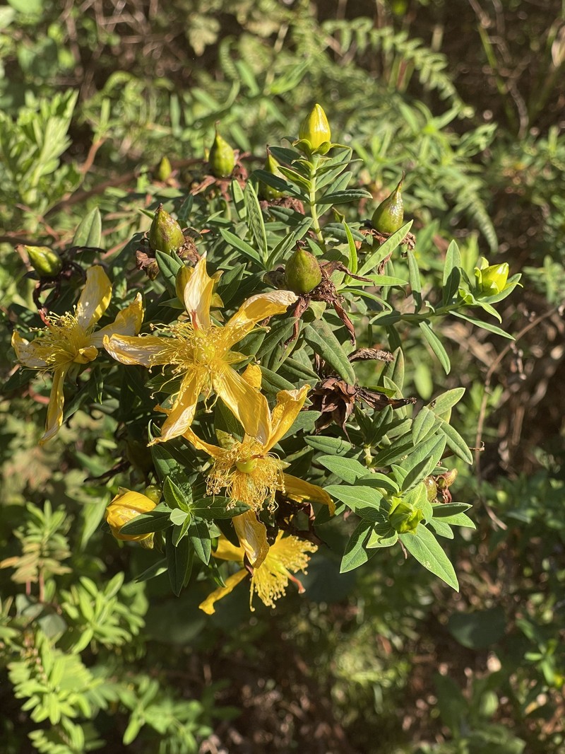 Hypericum revolutum subsp. revolutum photo 3