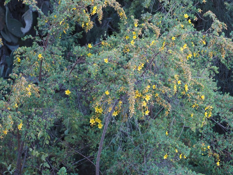 Hypericum revolutum subsp. revolutum photo 4