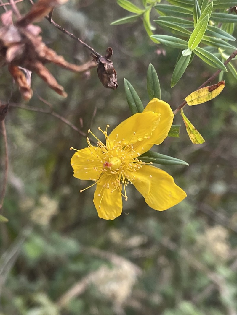 Hypericum revolutum subsp. revolutum photo 5