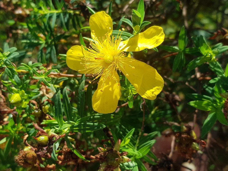 Hypericum revolutum subsp. revolutum photo 6