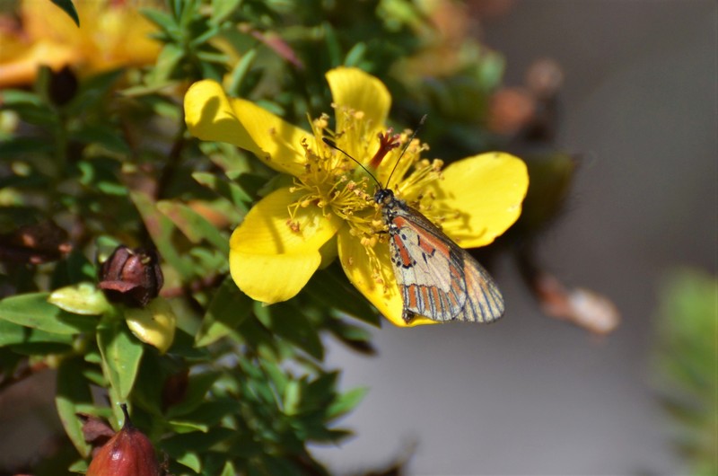 Hypericum revolutum subsp. revolutum photo 7