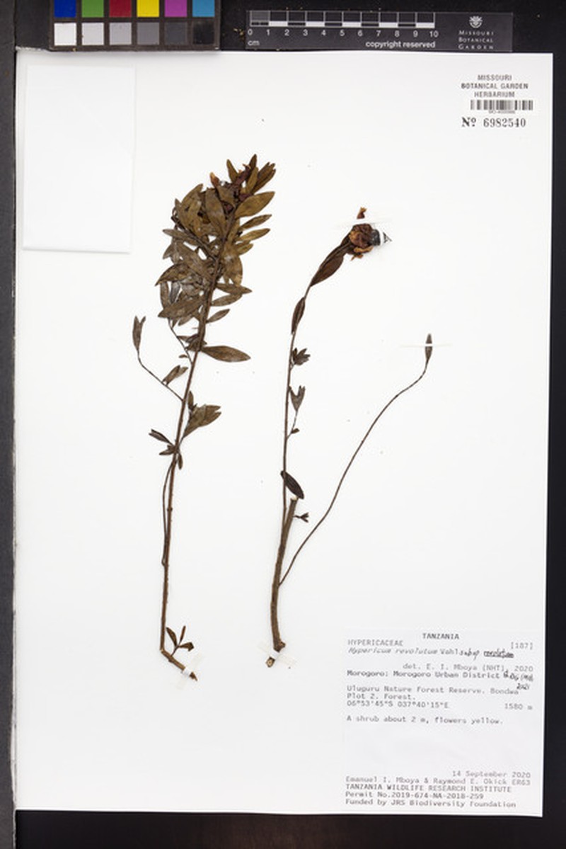 Hypericum revolutum subsp. revolutum photo 8