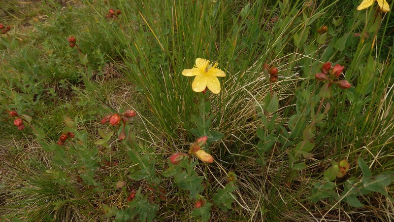 Hypericum richeri