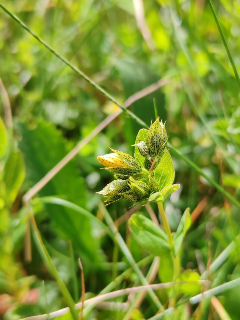 Hypericum richeri photo 2
