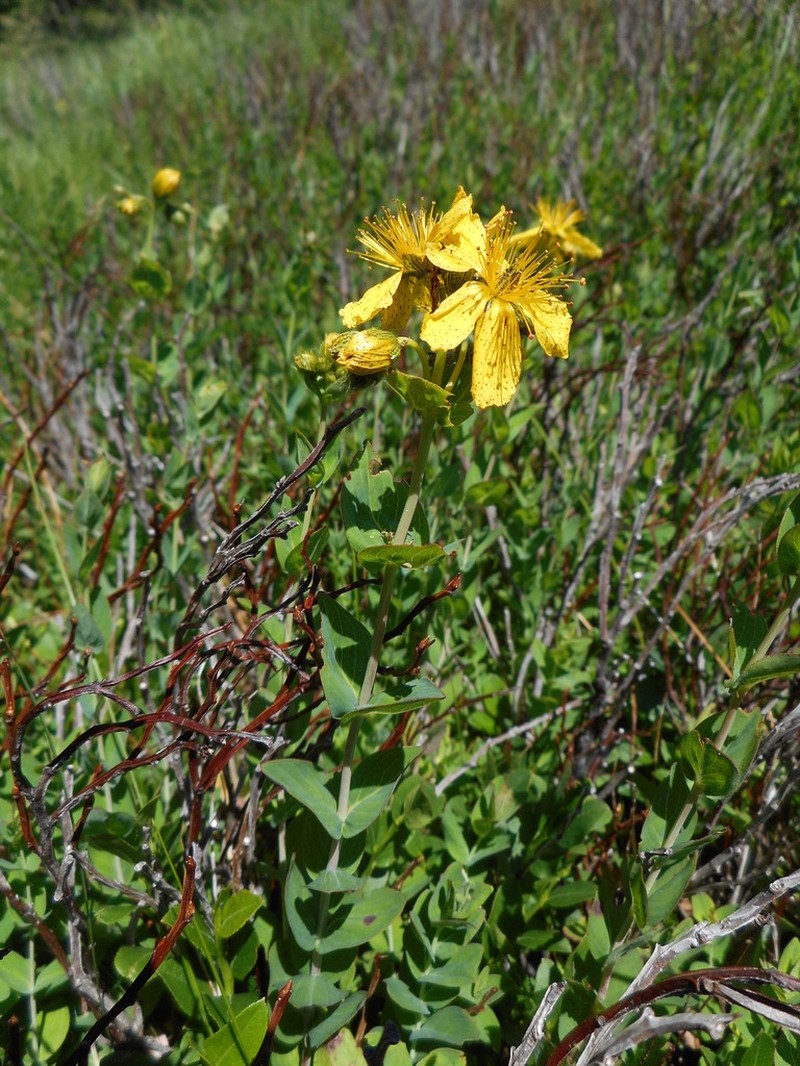 Hypericum richeri photo 3