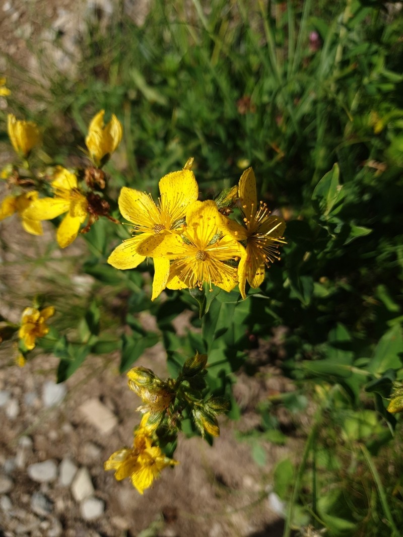 Hypericum richeri photo 4
