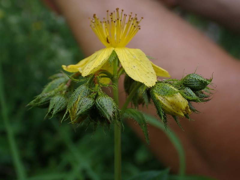 Hypericum richeri photo 5