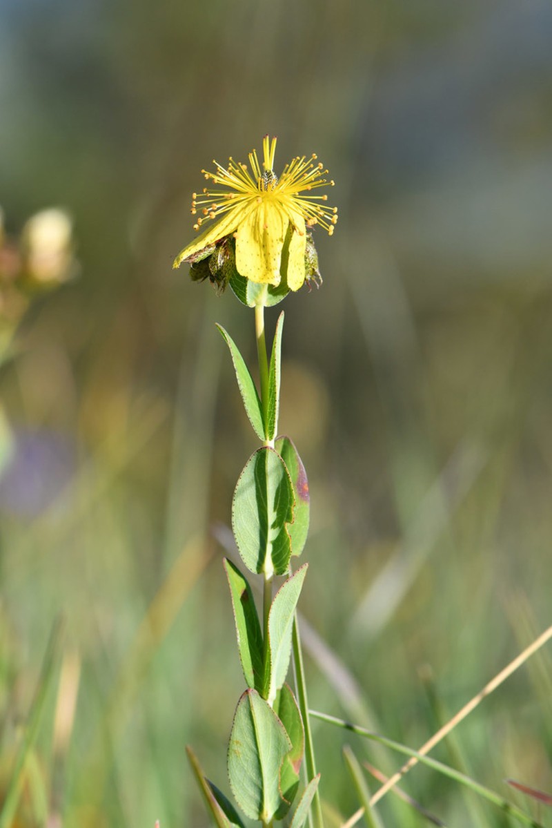 Hypericum richeri photo 6