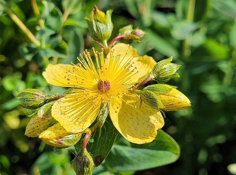 Hypericum richeri photo 7