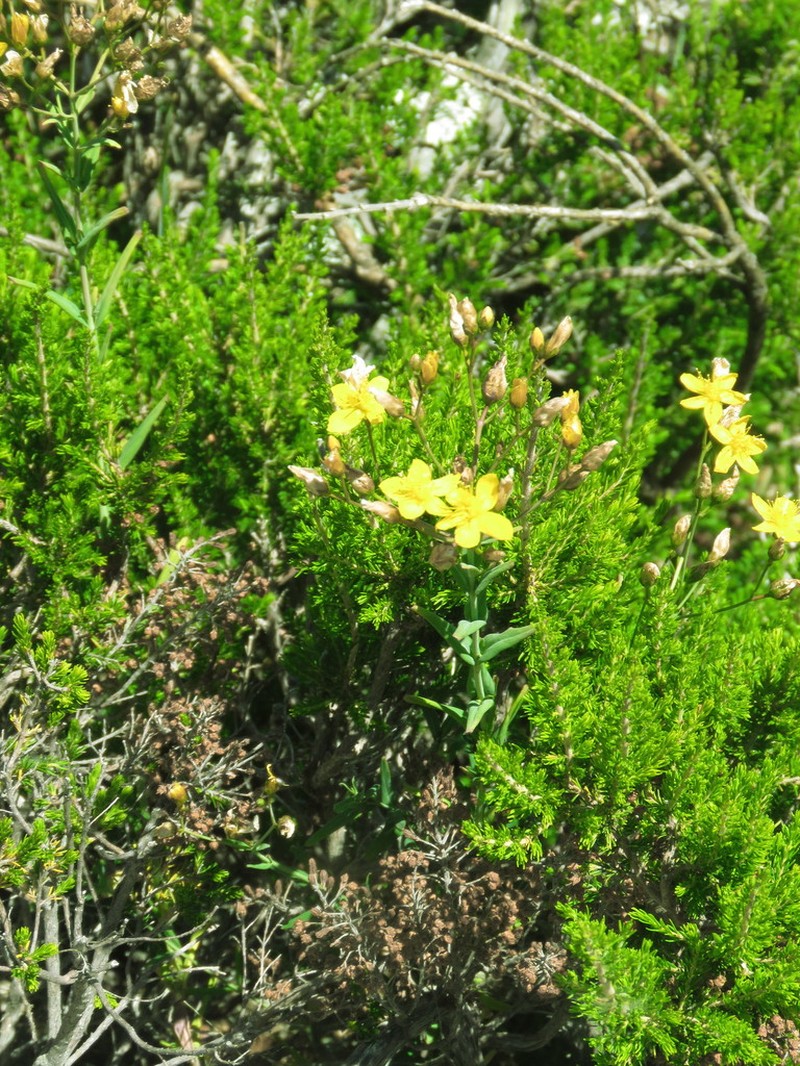 Hypericum richeri photo 8