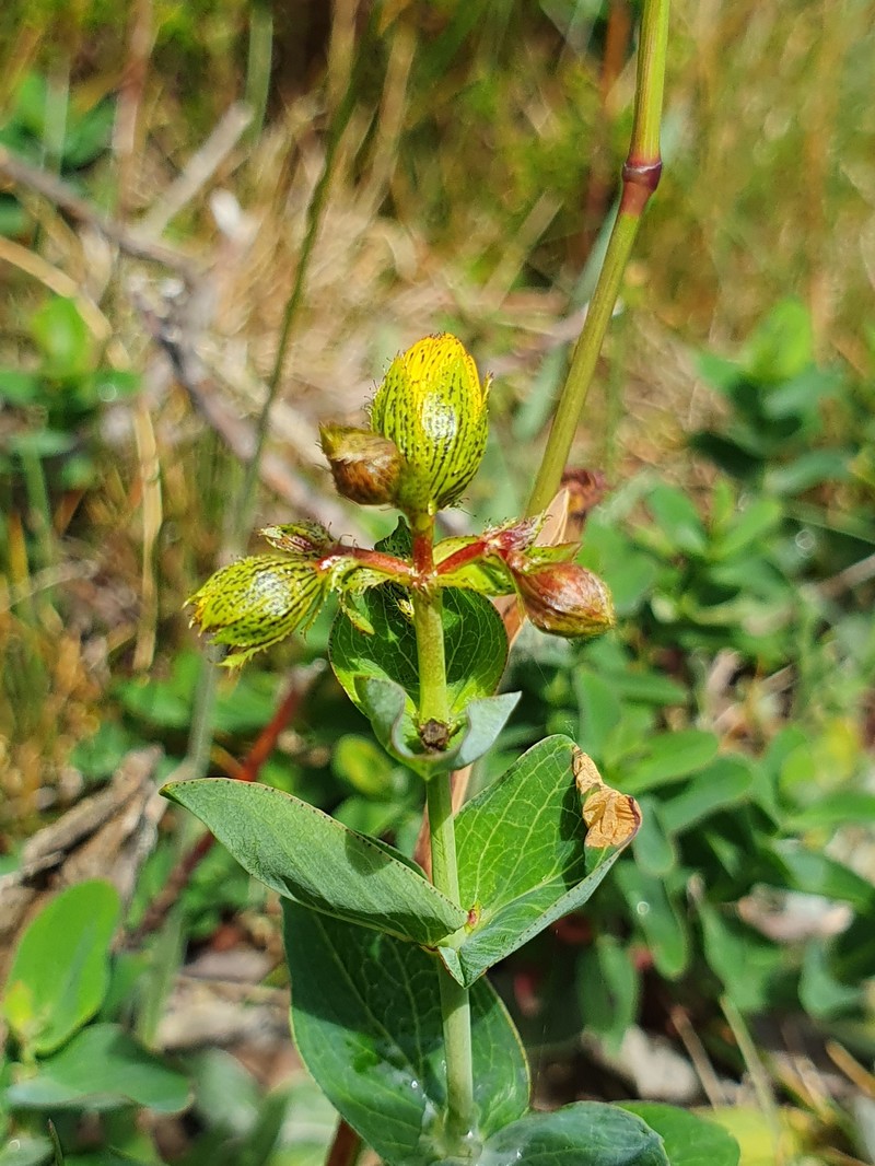 Hypericum richeri subsp. burseri