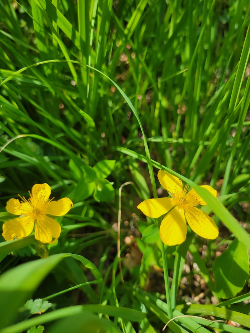 Hypericum richeri subsp. burseri photo 2