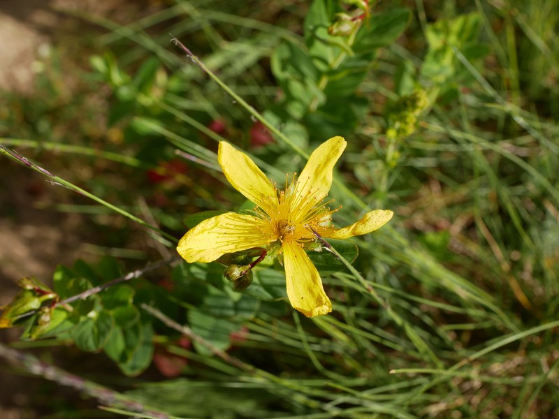 Hypericum richeri subsp. burseri photo 3