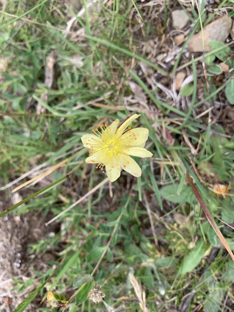 Hypericum richeri subsp. burseri photo 4