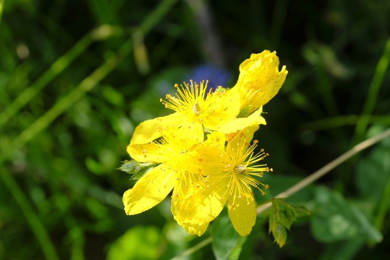 Hypericum richeri subsp. burseri photo 5