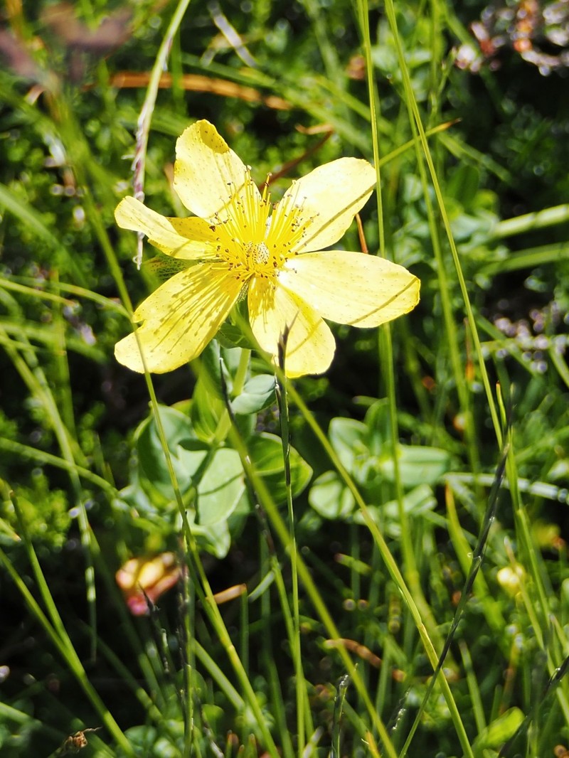 Hypericum richeri subsp. burseri photo 6