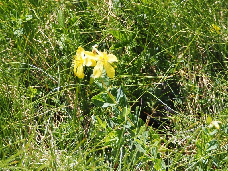 Hypericum richeri subsp. burseri photo 7