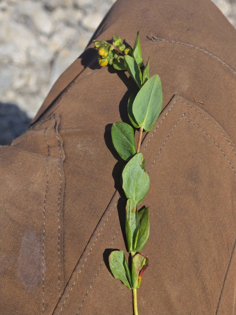 Hypericum richeri subsp. grisebachii