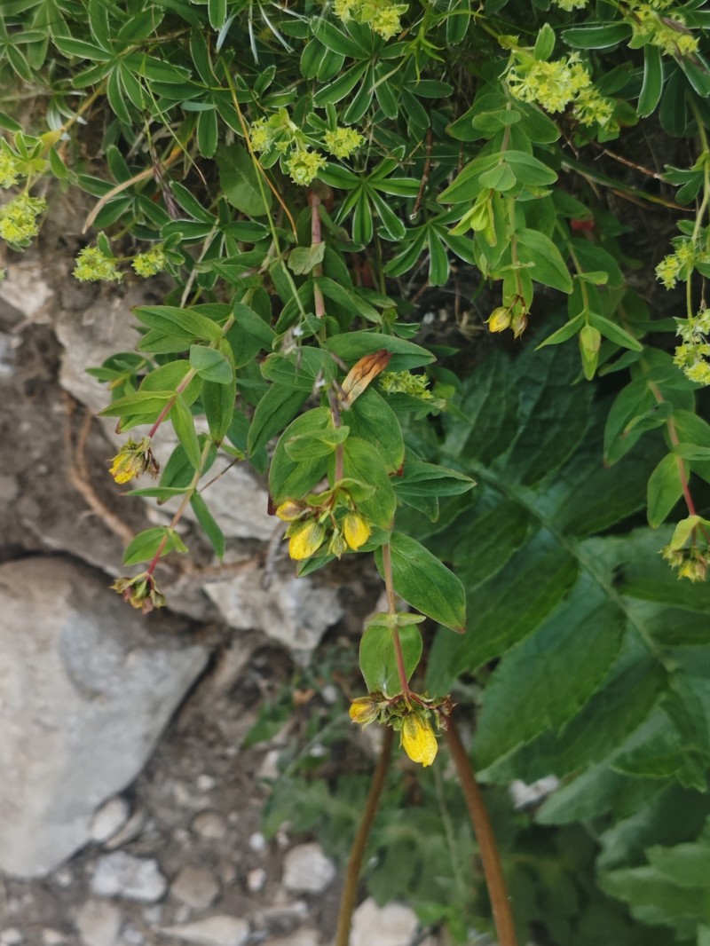 Hypericum richeri subsp. grisebachii photo 2