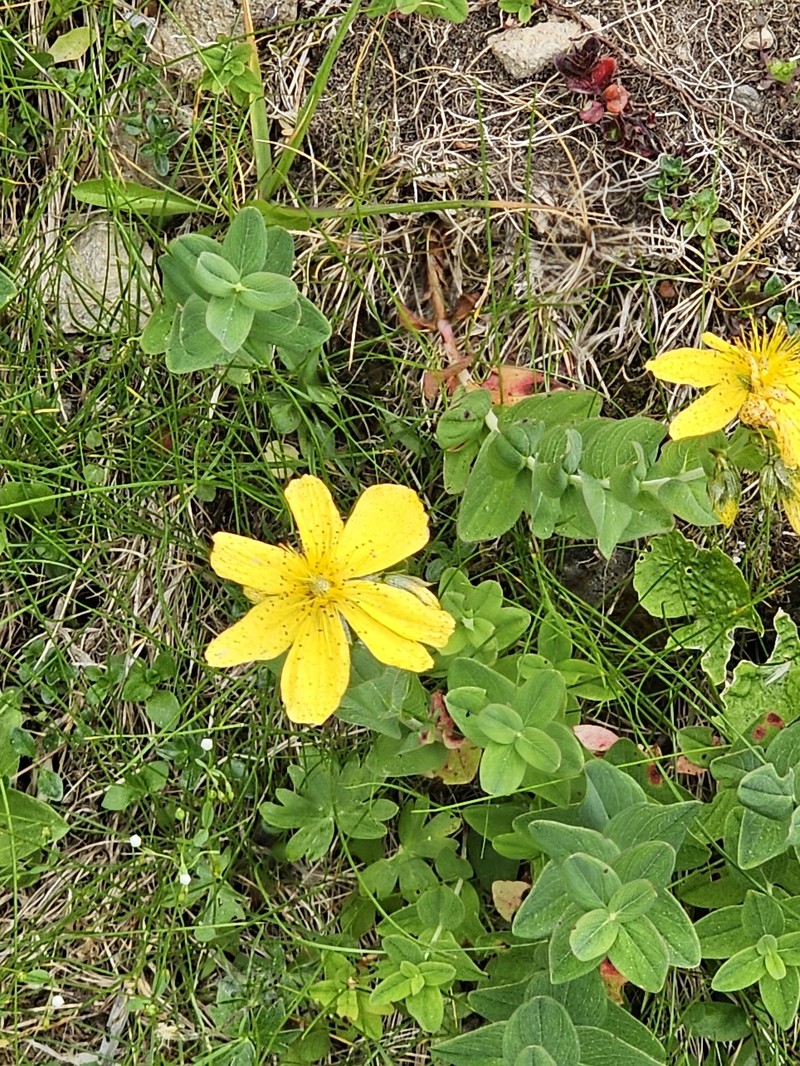 Hypericum richeri subsp. grisebachii photo 3