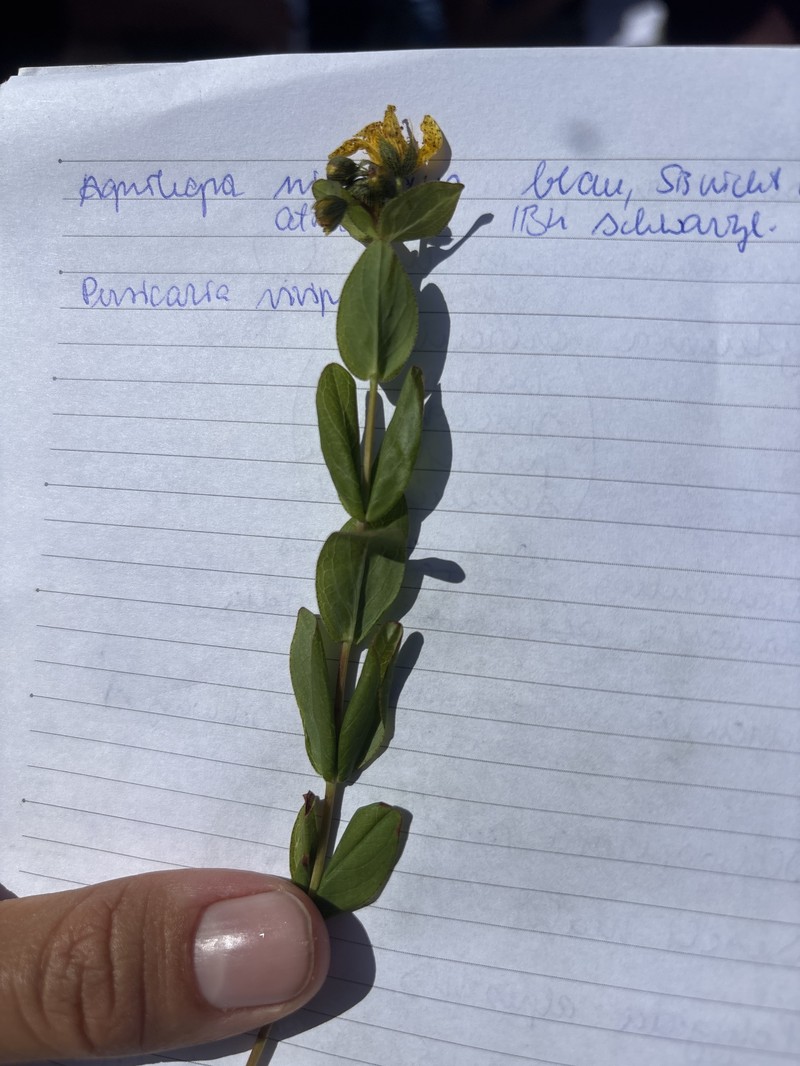 Hypericum richeri subsp. grisebachii photo 4