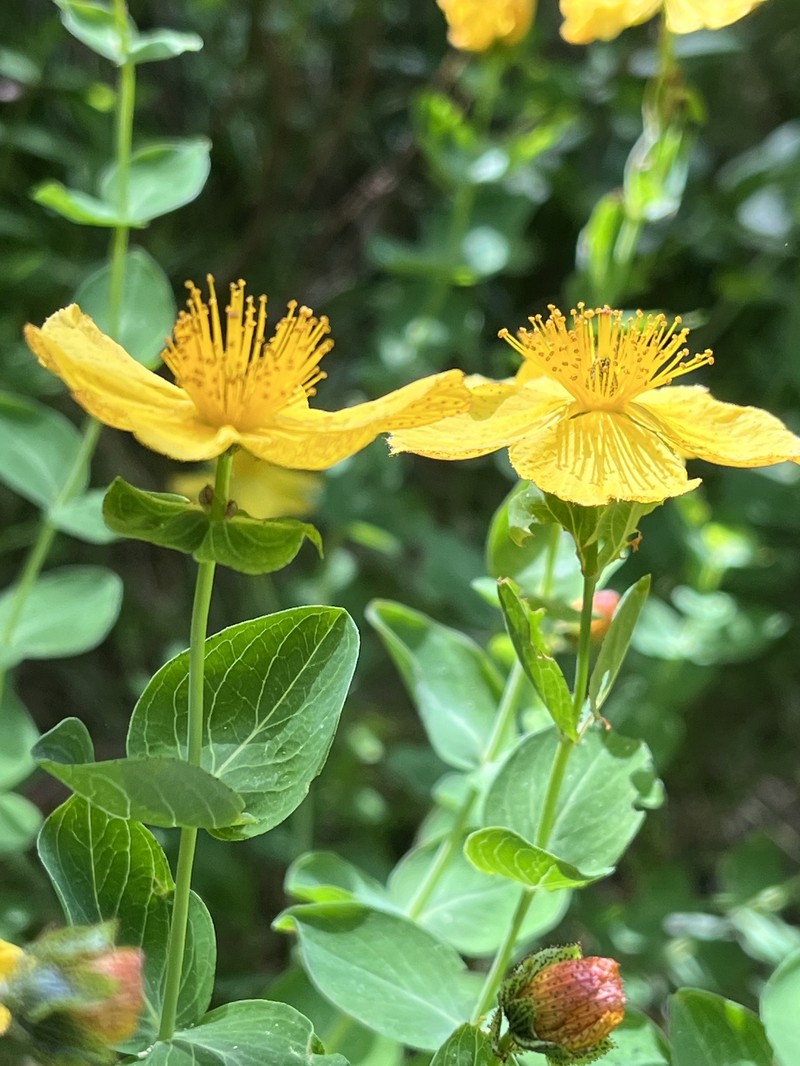 Hypericum richeri subsp. grisebachii photo 5