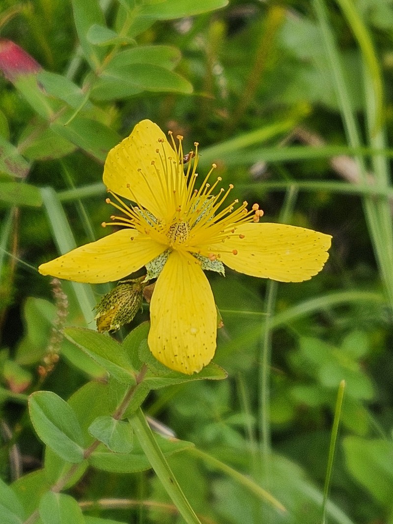 Hypericum richeri subsp. grisebachii photo 6