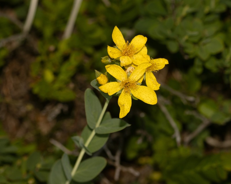 Hypericum richeri subsp. grisebachii photo 7