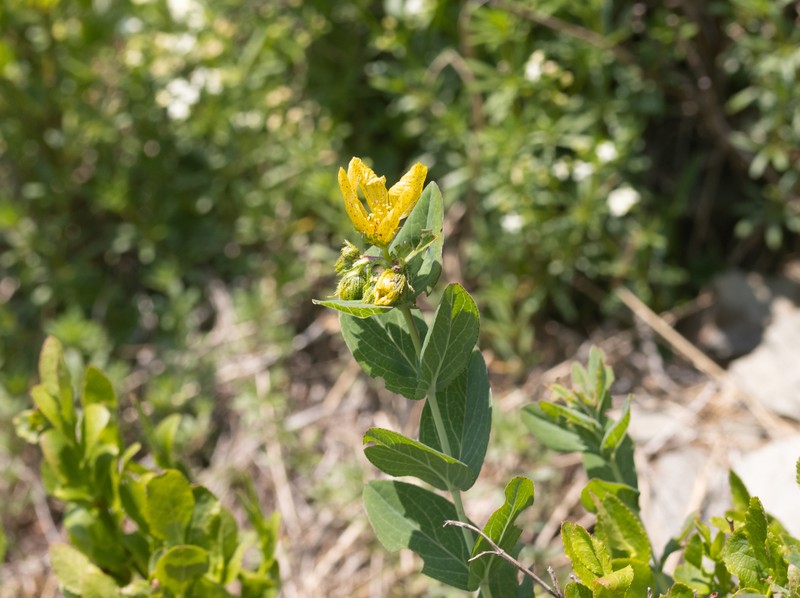Hypericum richeri subsp. grisebachii photo 8