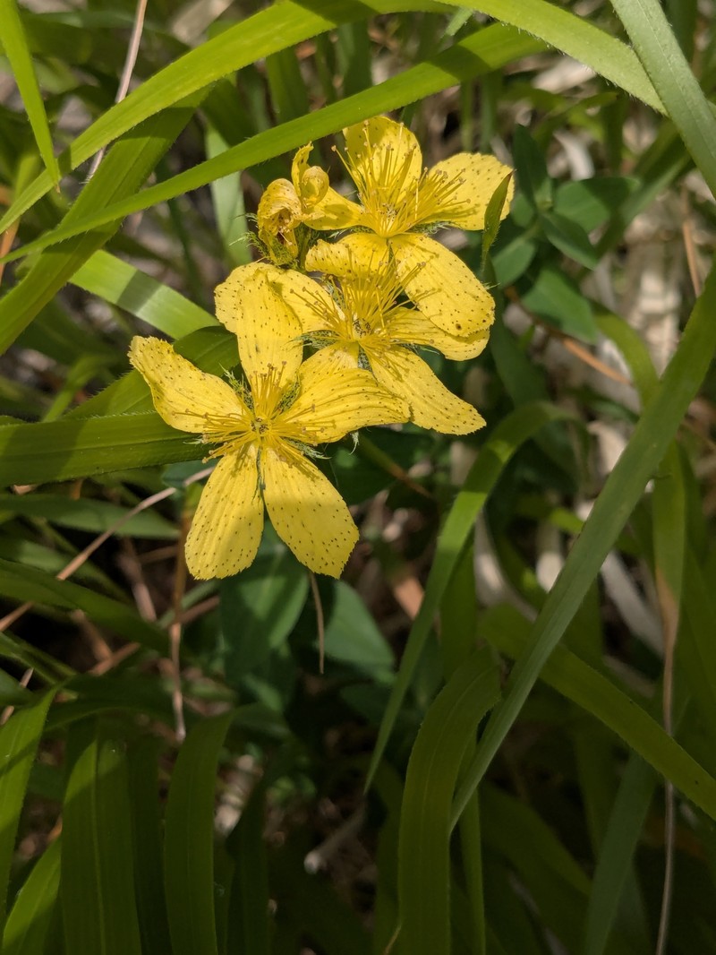 Hypericum richeri subsp. richeri