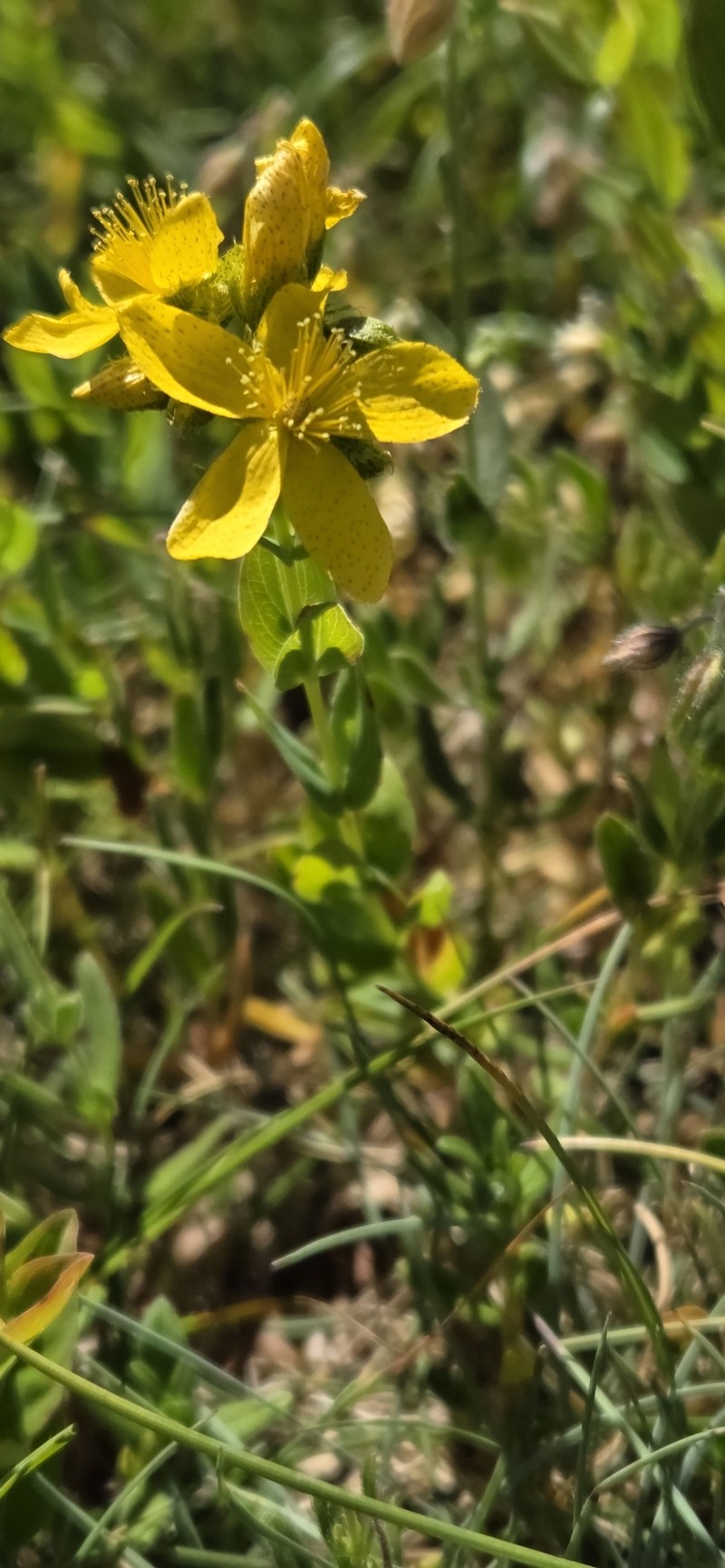Hypericum richeri subsp. richeri photo 2