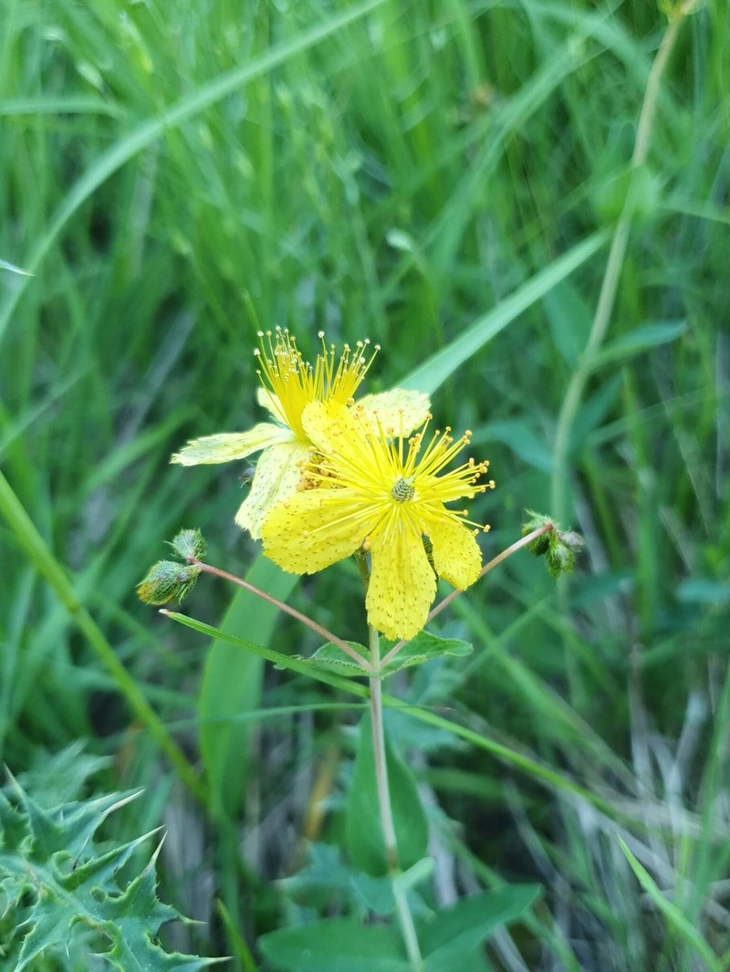 Hypericum richeri subsp. richeri photo 3