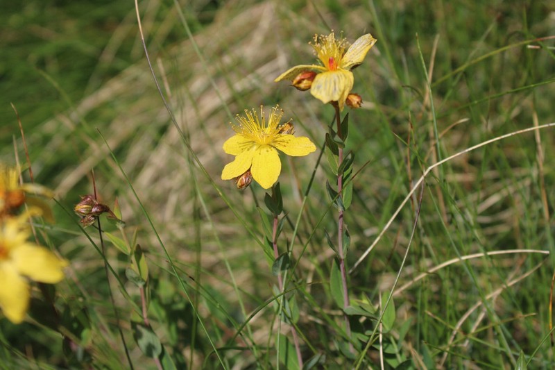 Hypericum richeri subsp. richeri photo 4