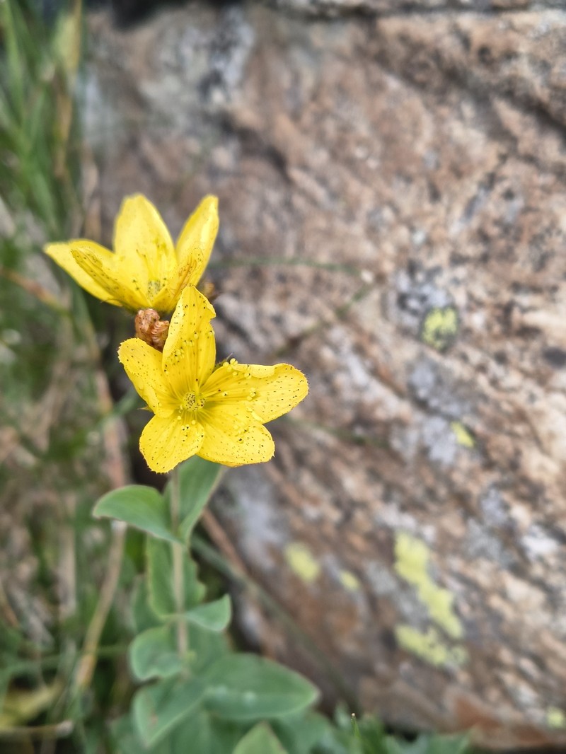 Hypericum richeri subsp. richeri photo 5