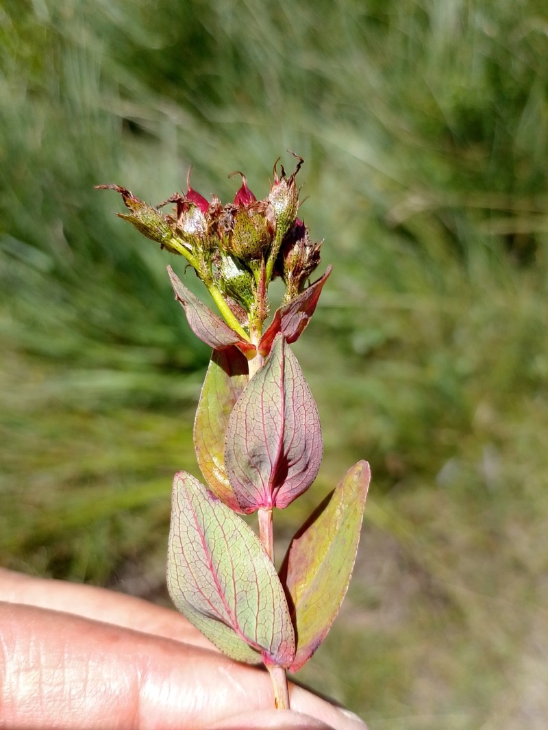 Hypericum richeri subsp. richeri photo 6