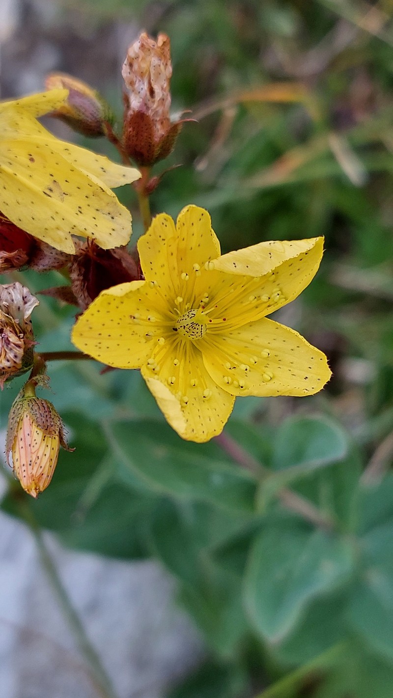 Hypericum richeri subsp. richeri photo 7