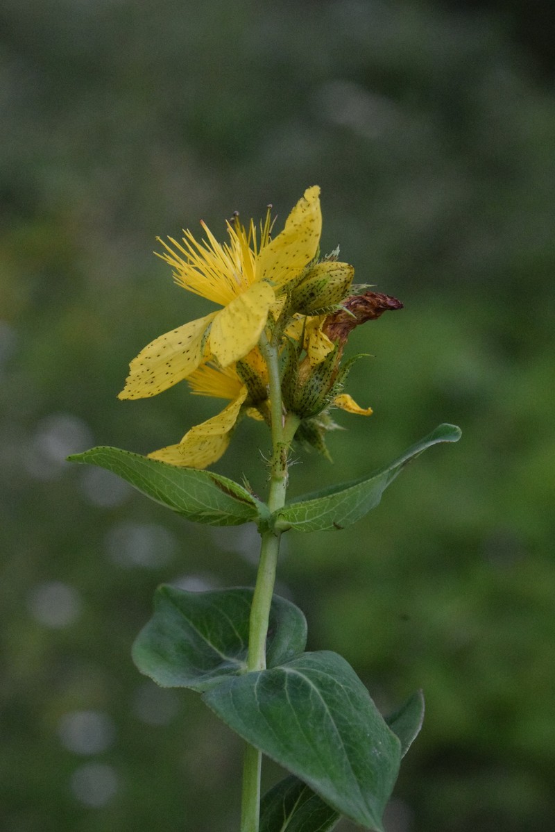 Hypericum richeri subsp. richeri photo 8