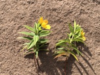 Hypericum rigidum