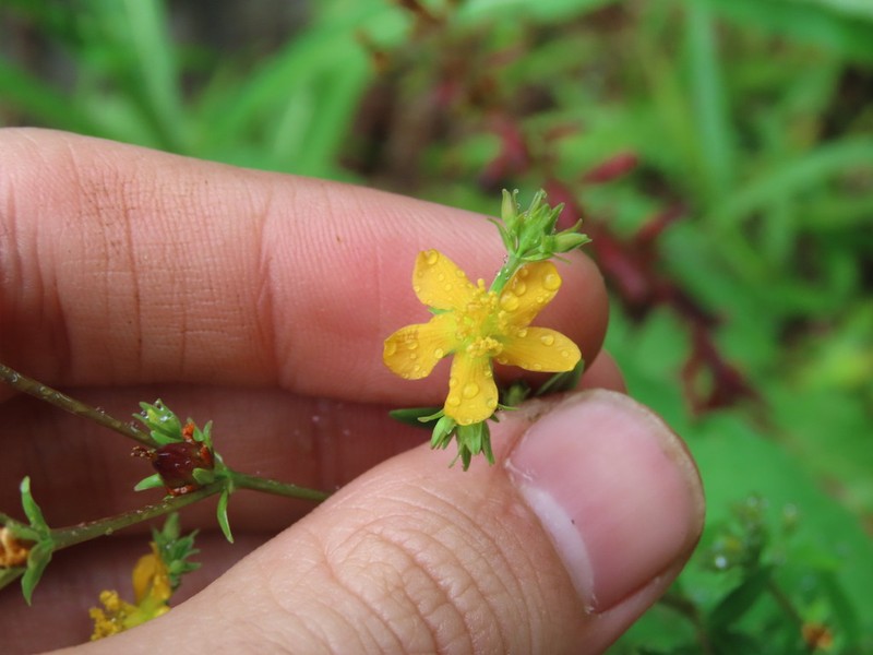Hypericum rigidum photo 2