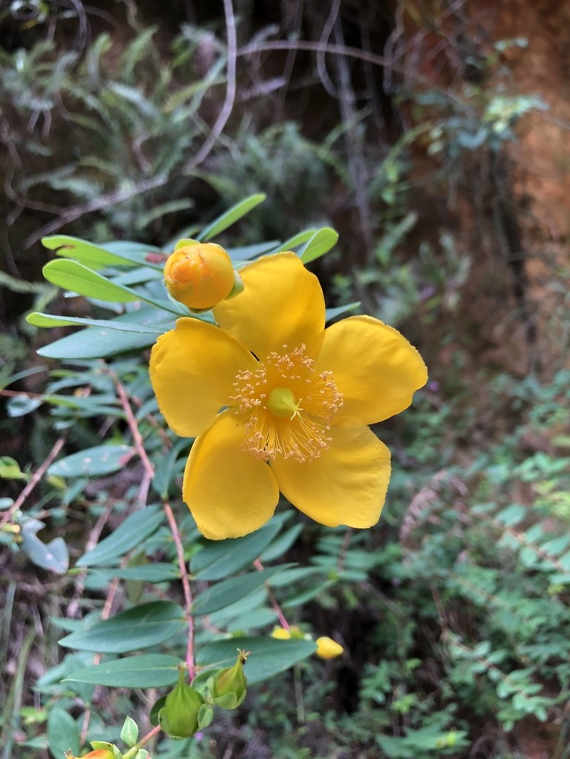 Hypericum rigidum photo 3