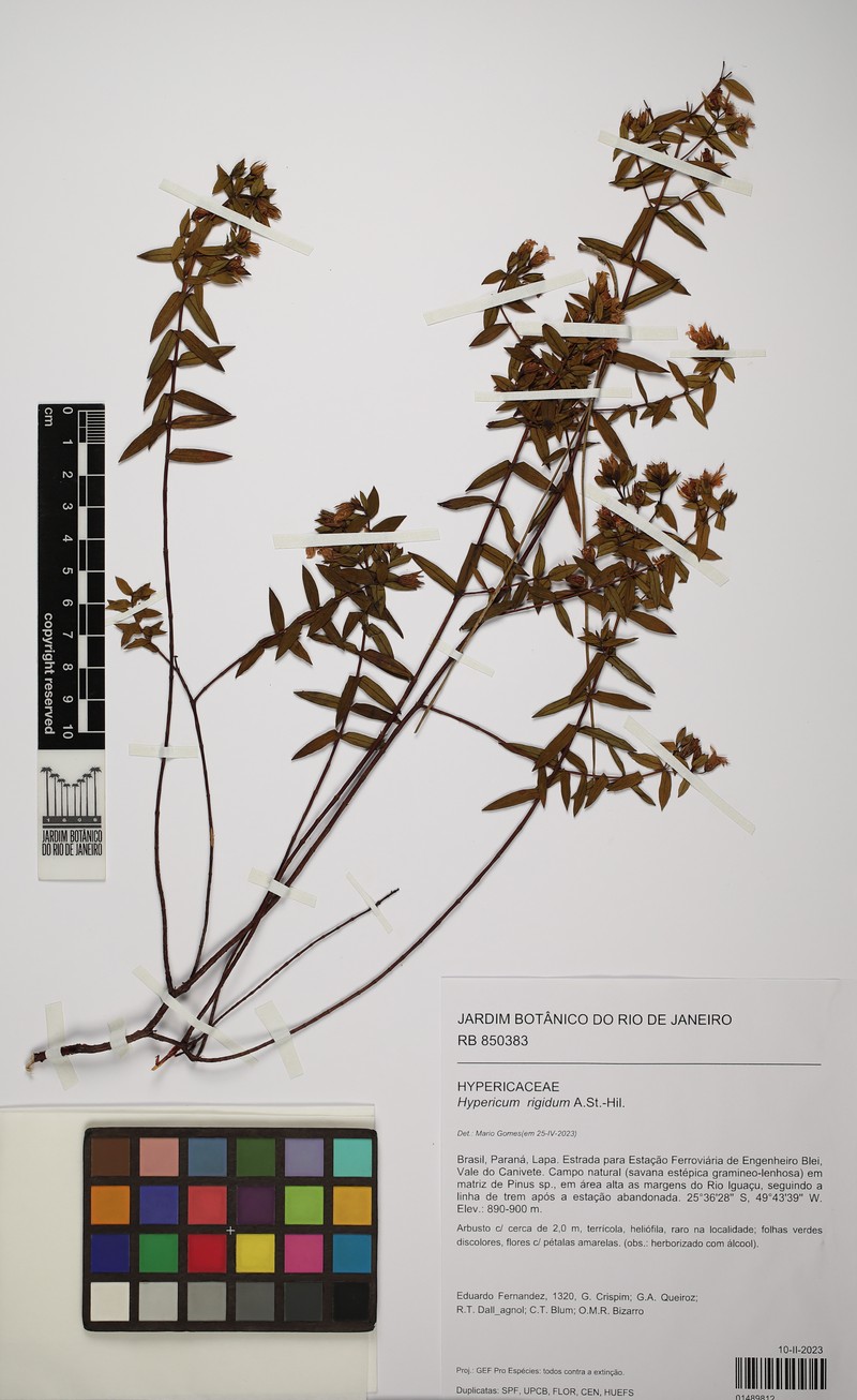Hypericum rigidum photo 4