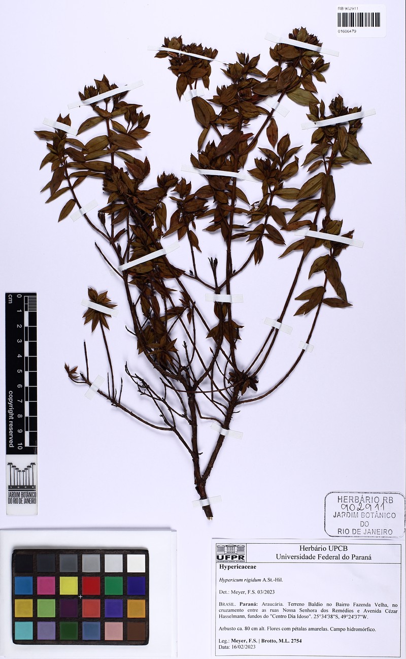 Hypericum rigidum photo 5