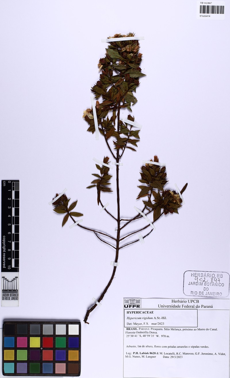 Hypericum rigidum photo 6